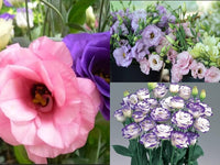 Lisianthus Flower Seeds for Lush, Blooming Beds