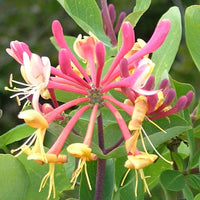 Honeysuckle Vine Lonicera spp Flower Seeds for Planting in Garden Trellis and Fence