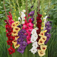 Multi Gladiolus Flower Seeds Flower seeds for Planting Fragrant Blossoms Heirloom & GMO Free Seeds for Home Garden