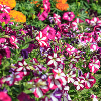 Double Petunia Petunia hybrida for planting in hanging baskets