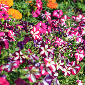 Double Petunia Petunia hybrida for planting in hanging baskets