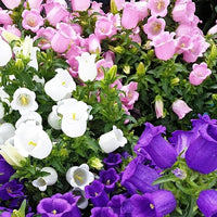 Rubinrot Heirloom Campanula "Canterbury Bell" Seeds for Stunning Red Bells