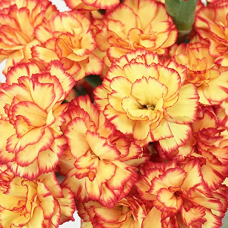 Yellow (Yellow Red) seeds for planting in home garden