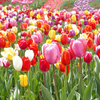 Tulip Bulbs Mix for colorful spring garden planting
