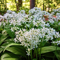 Ramsons Allium Ursinum Flower Seeds for Planting in Herb Garden and Woodland