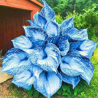 Mixed Hosta perennial plants with varied foliage