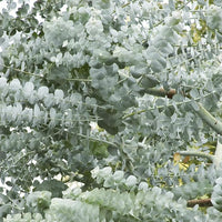 White (White Perennial) seeds for planting in home garden