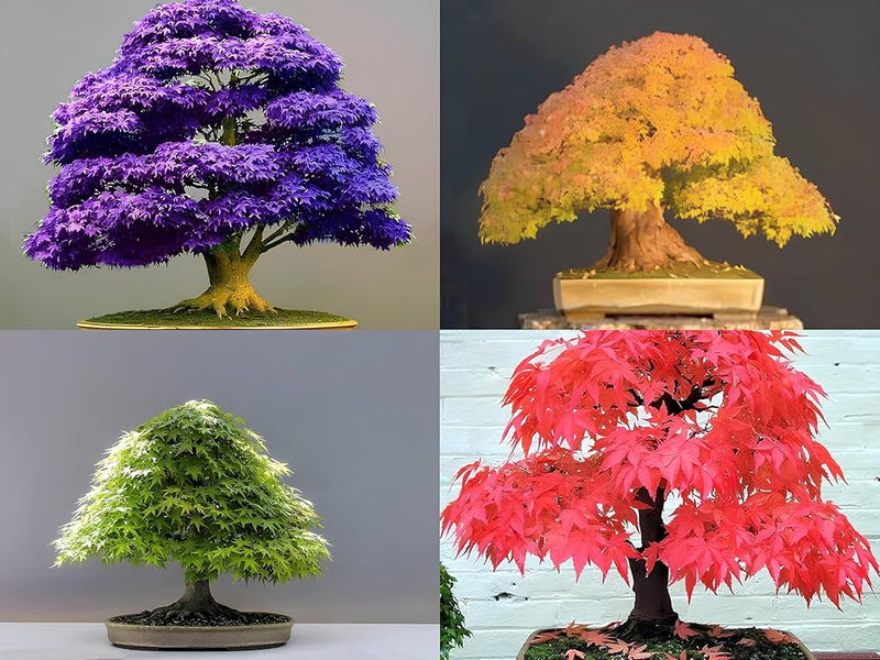 Maple Bonsai Tree Seeds for Planting Multi-Colored