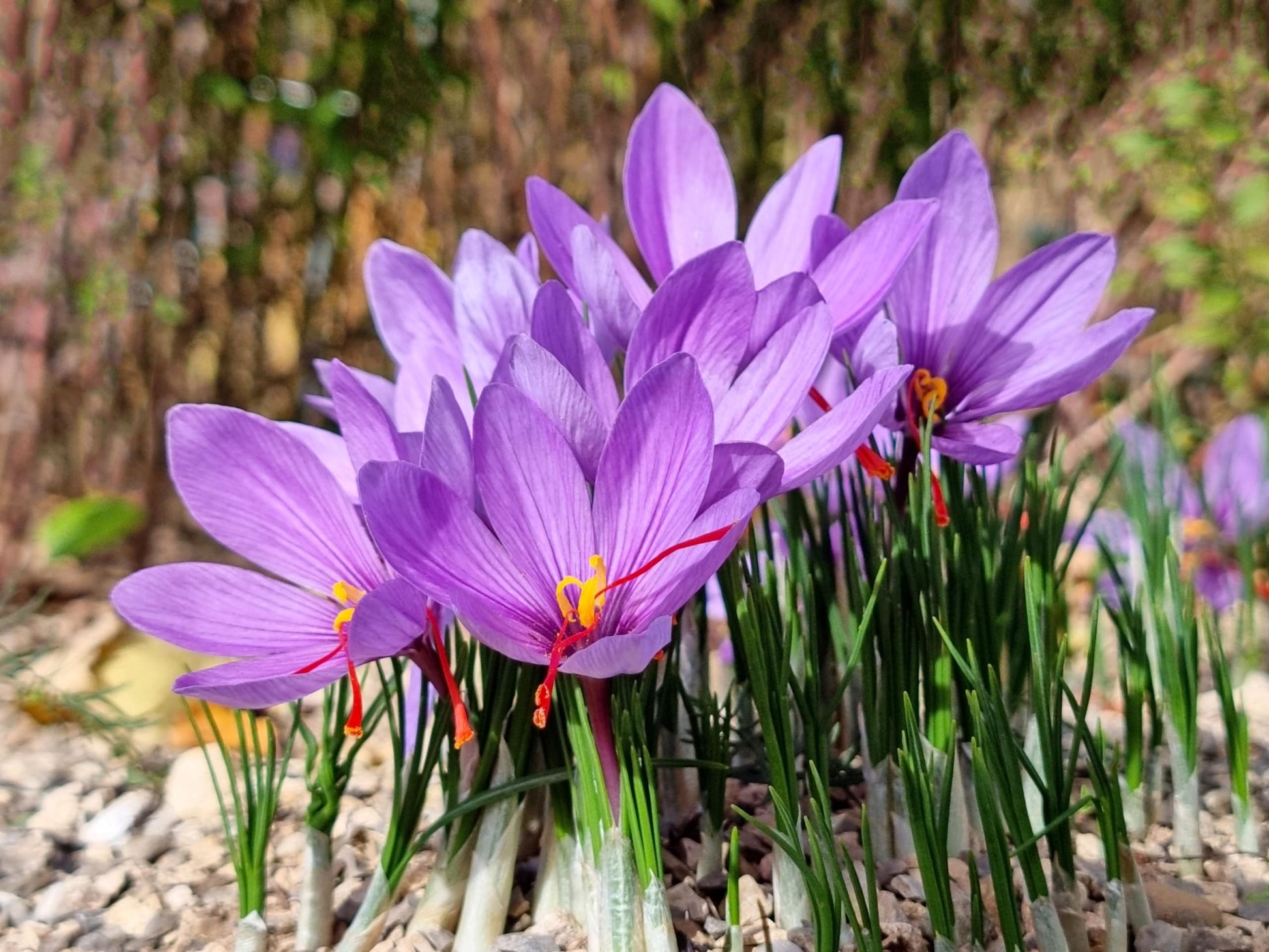Elegant Violet Saffron flowers growing in a well-maintained garden bed.
