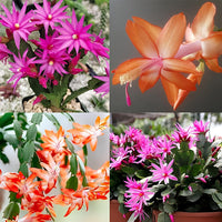 Zygocactus Schlumbergera Flower seeds for Planting Garden Favorite Heirloom & GMO Free Seeds for Home Garden 
 
 Sale