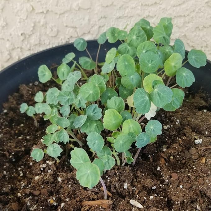 Jewel Mix Nasturtium Tropaeolum majus Flower Seeds for Planting in Flower Bed