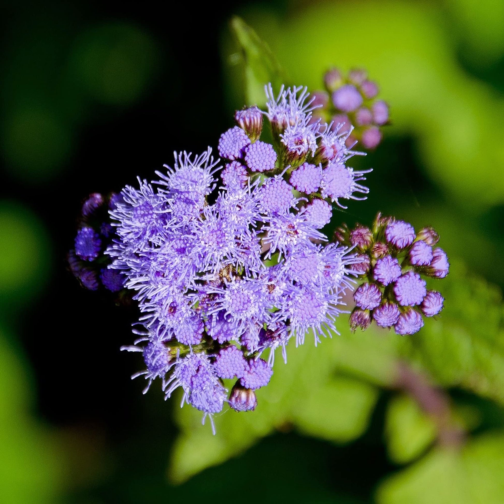 Mistflower Conoclinium coelestinum Native Wildflower Seeds for Planting in Garden and Wildflower Patch