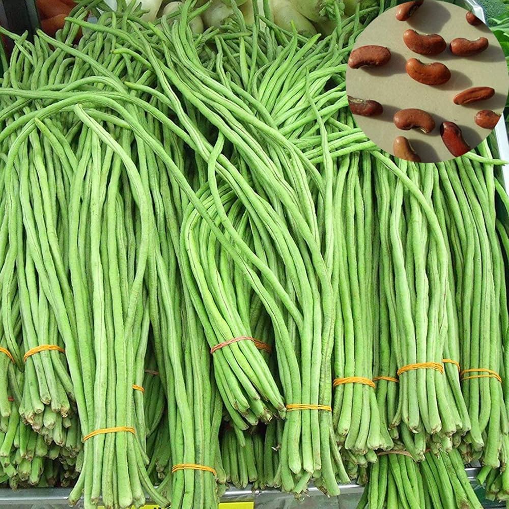 Snake Oriental Yard Long Bean Seeds for Planting – Heirloom Non-GMO Green Noodle Vegetable Seeds