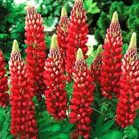 Red Lupine Flower seeds for Planting Bright Blooms Heirloom & GMO Free Seeds for Home Garden