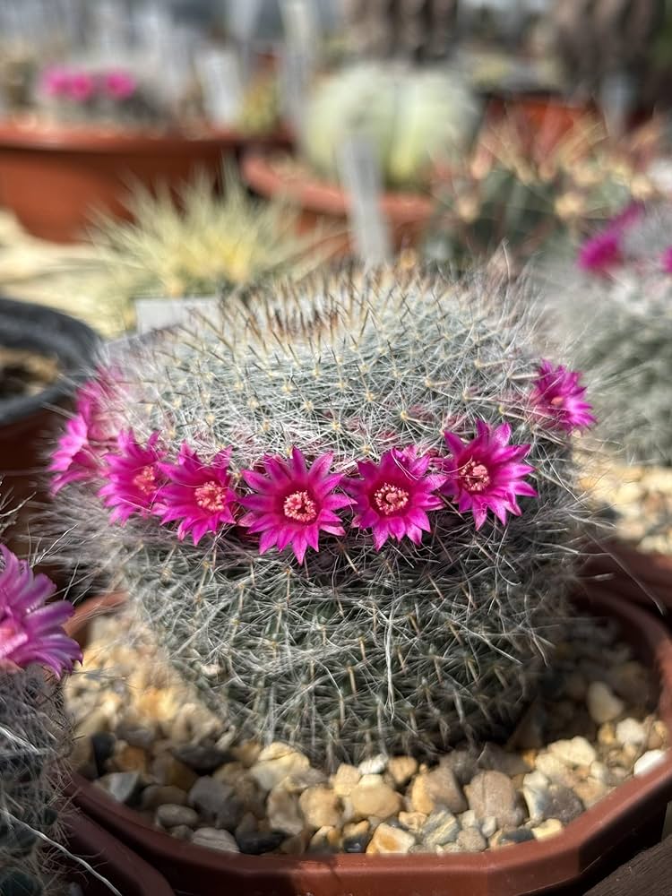 Pink Mammillaria Flower seeds for Planting - Garden Favorite, Heirloom & GMO Free Seeds for Home Garden