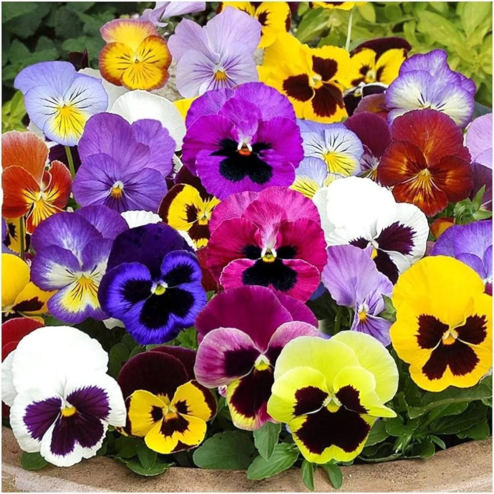 Pansy Trailing Flower seeds for Planting Bright Blooms Heirloom & GMO Free Seeds for Home Garden