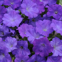 Rare Petunia Hybrid Petunia spp. Seeds for Planting - Great for Flower Bed & Urban Garden