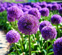 Purple Giant Allium Giganteum Rare Flower Seeds