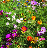 Seeker Mixed Annual Flower Seeds