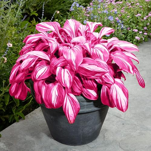 Ornamental Pink Hosta adding color and texture to a garden border.