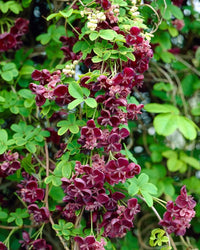 Akebia Flower Seeds, Ideal for Your Garden Planting