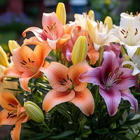 Daylily Hemerocallis spp Flower Seeds for Planting in Flower Bed