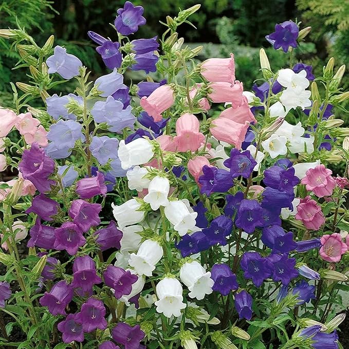 Rubinrot Heirloom Campanula "Canterbury Bell" Seeds for Stunning Red Bells