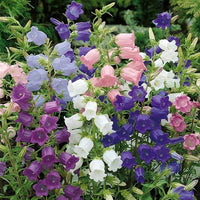 Rubinrot Heirloom Campanula "Canterbury Bell" Seeds for Stunning Red Bells