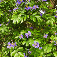 Lignum Vitae Guaiacum sanctum Flower Seeds for Planting in Tropical Garden