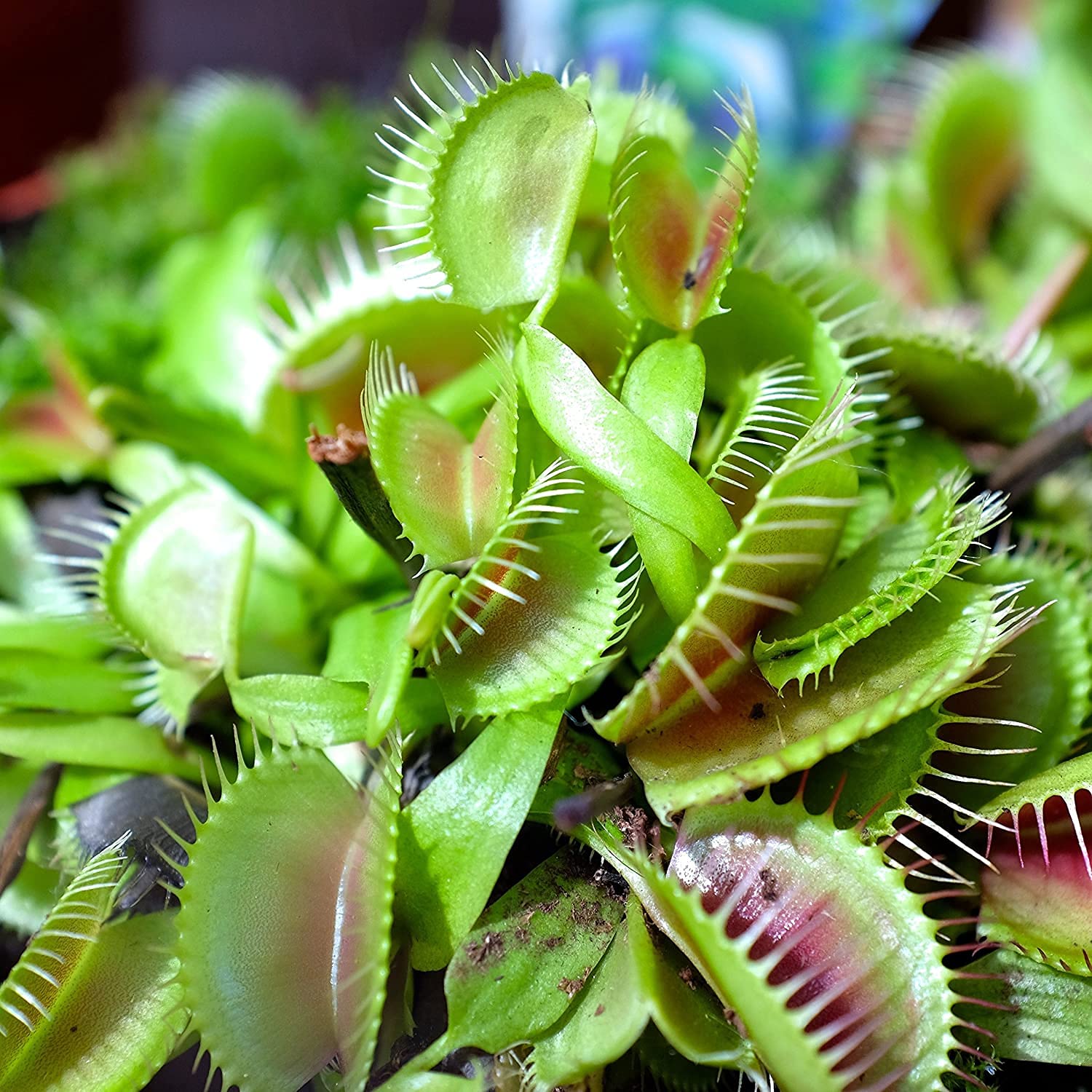 Healthy Venus Flytrap displaying its distinctive carnivorous traps.