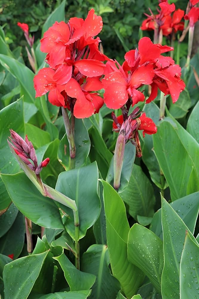 Canna plants with broad leaves growing in an outdoor garden