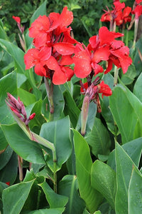 Canna plants with broad leaves growing in an outdoor garden