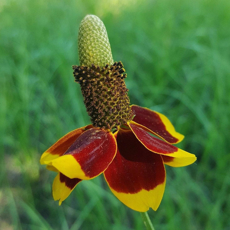 Hat ConeFlower seeds for Planting Drought Tolerant Heirloom & GMO Free Seeds for Home Garden 
 
 Sale for planting in home garden
