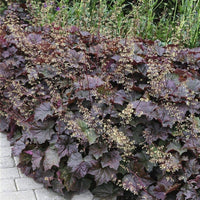 Purple Heuchera Heuchera micrantha Palace Purple Seeds for Planting shade garden borders