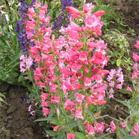 Penstemon Beard Tongue Mixed Flower Seeds