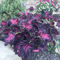 Rainbow Dragon Coleus Coleus blumei Seeds for Planting in Container Garden