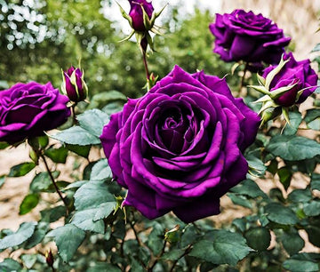 Deep Purple Rose Flower Seeds for Planting Fragrant Blossoms Heirloom & GMO Free Seeds for Home Garden
 
 Sale