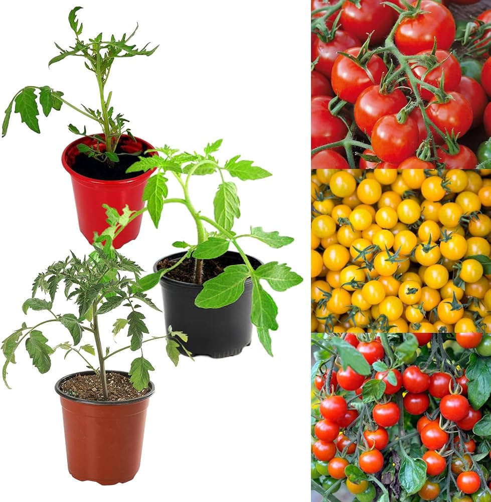 Mixed tomato varieties with different colors and shapes on the vine
