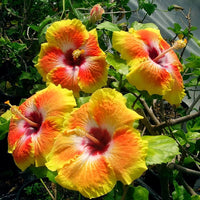 Hibiscus Flower seeds for Planting Drought Tolerant Heirloom & GMO Free Seeds for Home Garden 
 
 Sale
