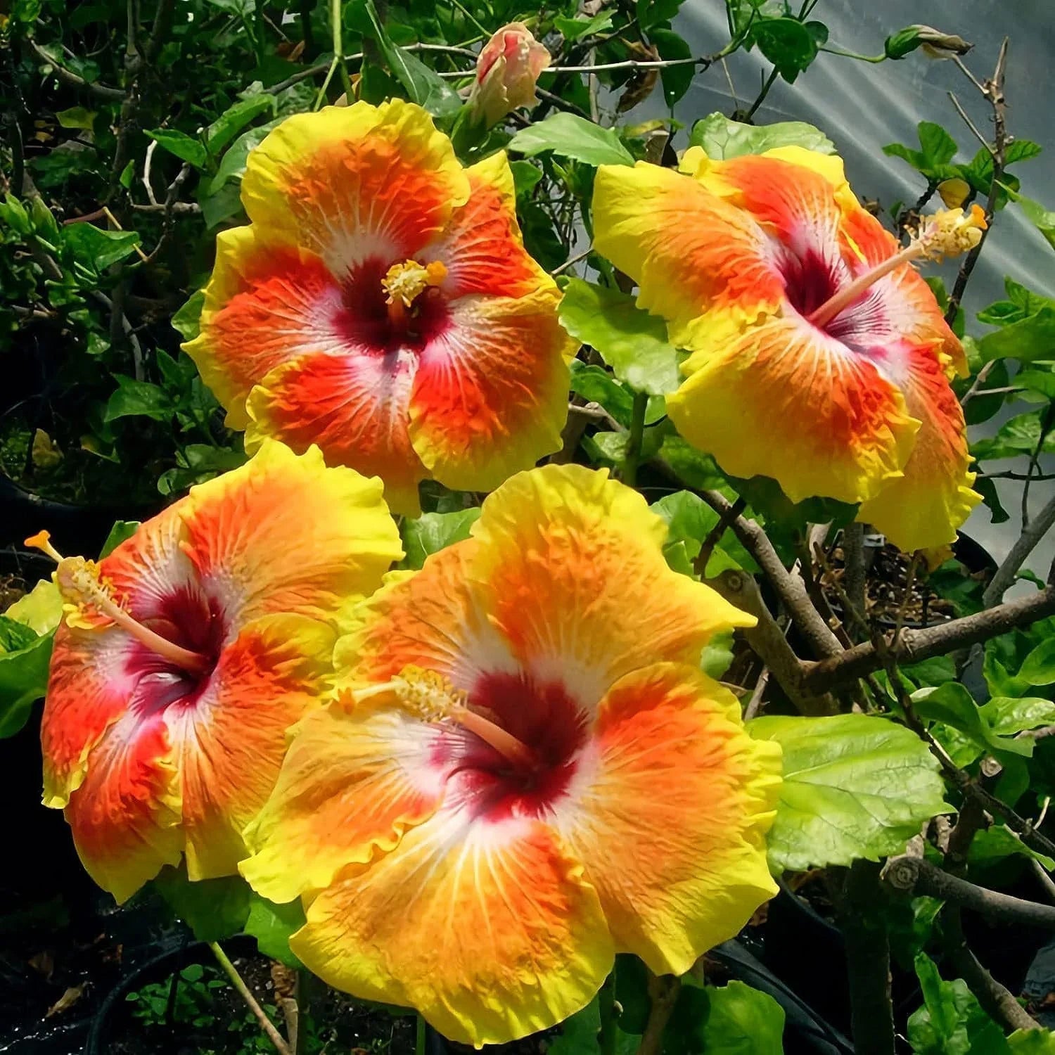 Hibiscus planting mix with colorful garden flowers