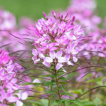 Cleome Cleome hassleriana Flower Seeds for Planting in Garden and Flower Bed