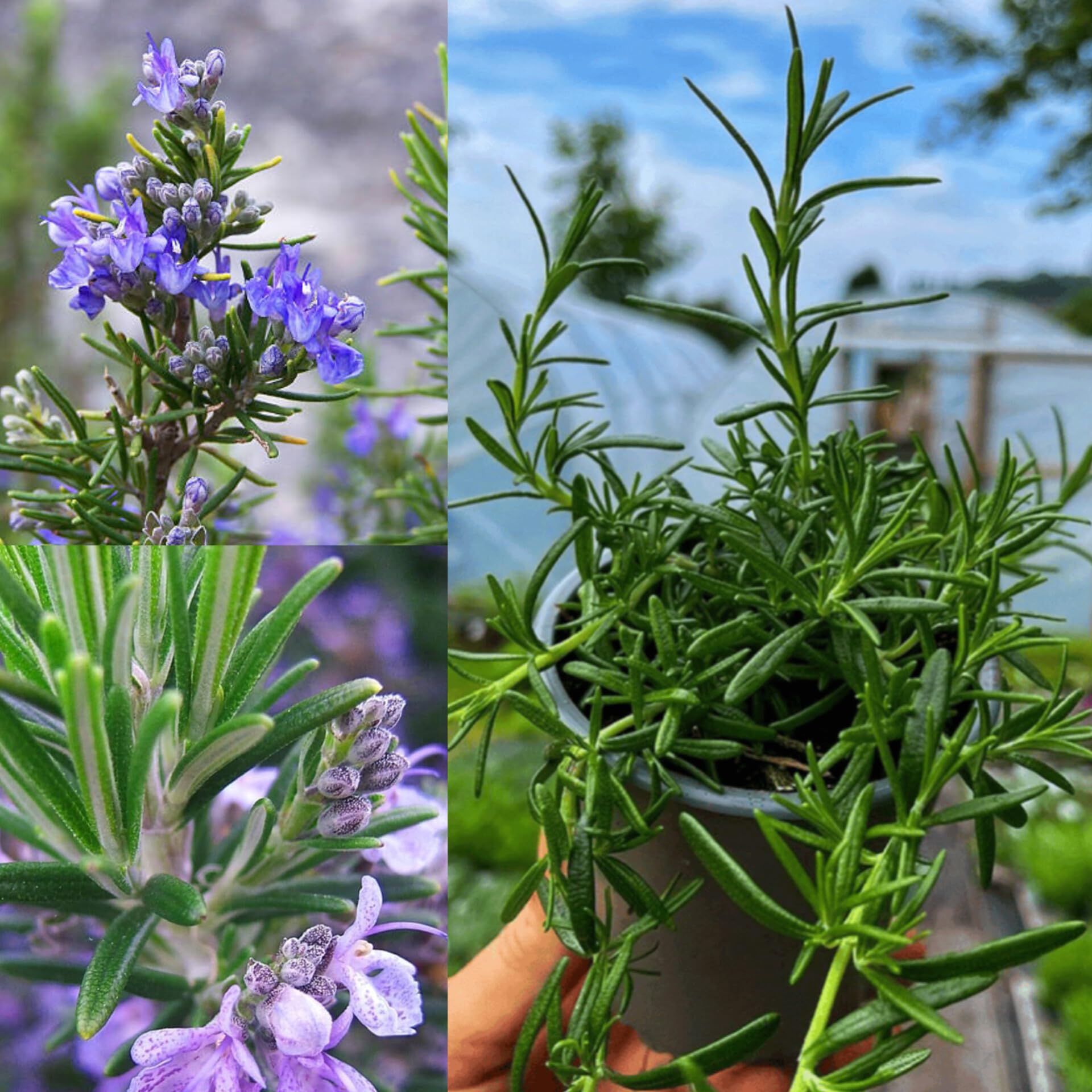 Fragrant Rosemary plant with evergreen foliage