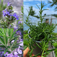 Fragrant Rosemary plant with evergreen foliage