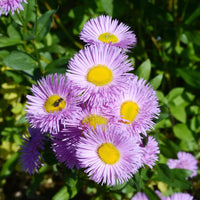 Purple Erigeron Flower seeds for Planting - Premium Quality, Heirloom & GMO Free Seeds for Home Garden