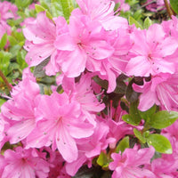 Japanese Azalea Rhododendron indicum Bonsai Flower Seeds for Planting in Container Garden