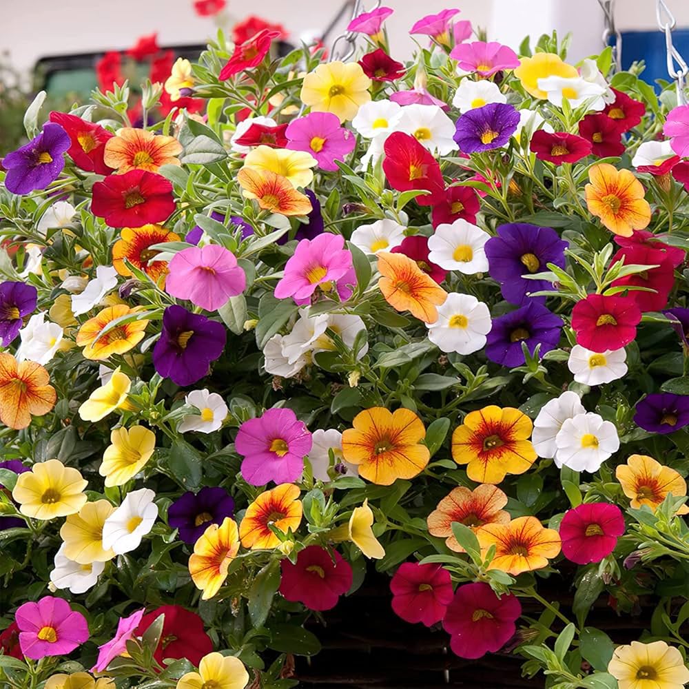 Petunia Petunia spp. Seeds for Planting in Flower Bed and Garden House