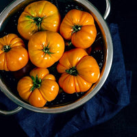 Orange Tomato Solanum lycopersicum for planting in vegetable patch