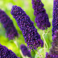 Buddleia Davidii Flower seeds for Planting Cottage Garden Essential Heirloom & GMO Free Seeds for Home Garden