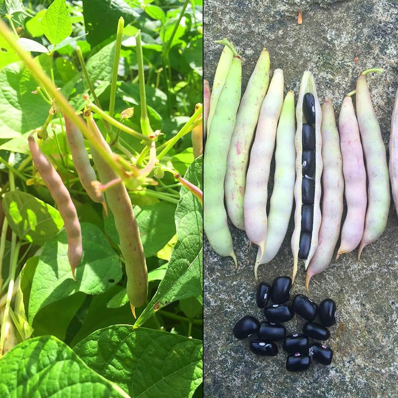 Black Turtle Bean Seeds for Planting Premium Vegetable Seeds