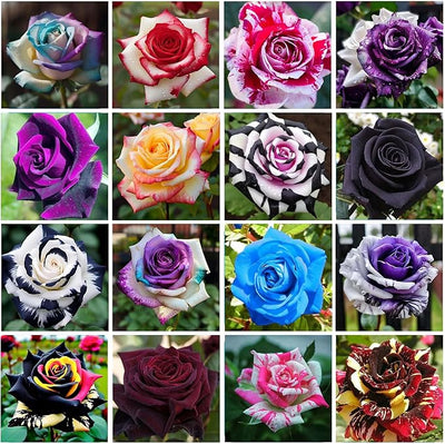 100 Pcs